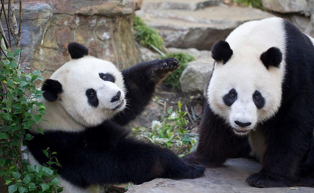 Adelaide Zoo Christmas 2024 Tickets Kathi Maurise